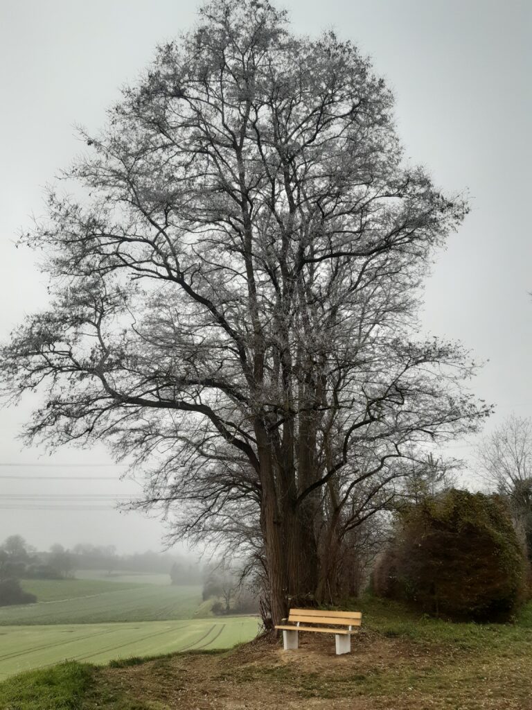 Waldsofas und Waldbänke Angelbachtal